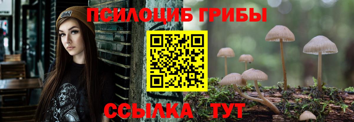 Галлюциногенные грибы Psilocybe Грозный